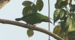 Chloropsis aurifrons