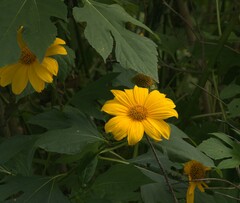 Tithonia