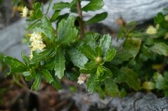 Baccharis magellanica