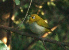 Zosterops palpebrosus