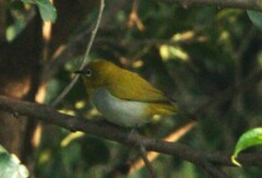 Zosterops palpebrosus