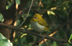 Zosterops palpebrosus