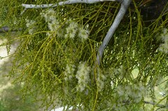 Misodendrum punctulatum