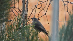 Phoenicurus ochruros