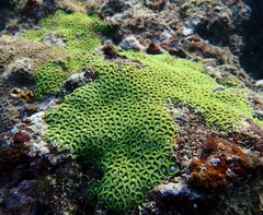 Zoanthus sansibaricus