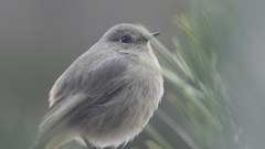 Phoenicurus ochruros