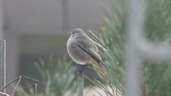 Phoenicurus ochruros