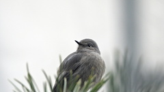 Phoenicurus ochruros