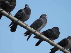Columba livia domestica