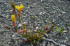 Oenothera stricta