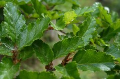 Nothofagus antarctica