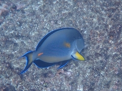 Acanthurus sohal