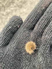 Phragmatobia