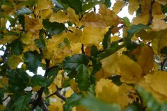 Nothofagus antarctica