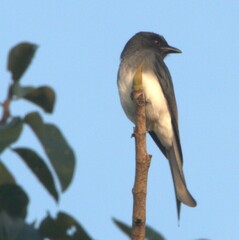 Dicrurus caerulescens