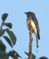 Dicrurus caerulescens