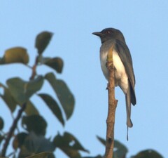 Dicrurus caerulescens