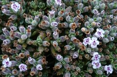 Clinopodium darwinii