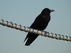 Corvus corone