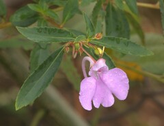 Impatiens balsamina