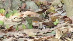 Turdus chrysolaus