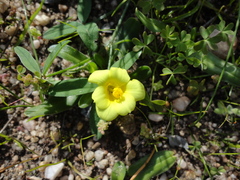 Moraea galaxia