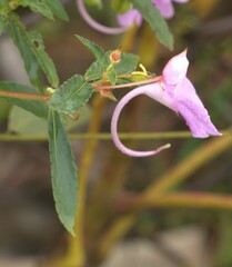 Impatiens balsamina