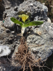 Moraea galaxia