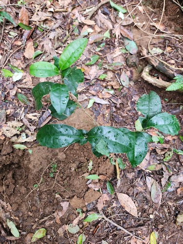 Camellia sinensis