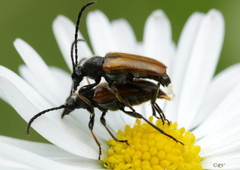 Pseudovadonia livida