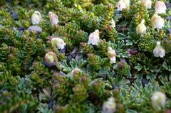 Bolax gummifera