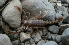 Urophonius granulatus