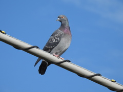 Columba livia domestica