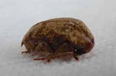 Amblycerus robiniae
