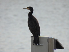 Phalacrocorax carbo