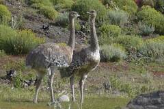 Rhea pennata
