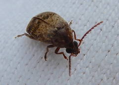 Amblycerus robiniae