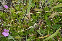 Geranium sessiliflorum