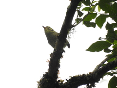 Phylloscartes oustaleti