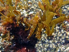 Enneapterygius atrogulare