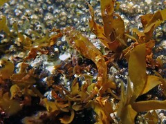 Enneapterygius atrogulare
