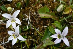 Lobelia oligophylla