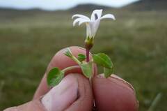 Lobelia oligophylla
