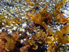 Enneapterygius atrogulare