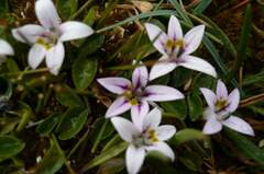 Lobelia oligophylla