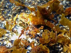 Enneapterygius atrogulare
