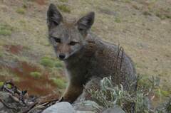 Lycalopex griseus