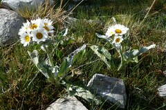 Senecio smithii