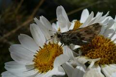 Senecio smithii
