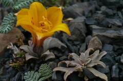 Alstroemeria patagonica